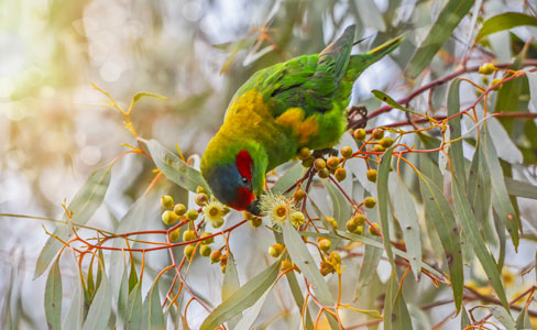 A vibrant green and yellow parrot with a red forehead feeds on eucalyptus flowers while perched among slender leaves and small yellow buds.